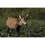 Marsh Deer  Encyclopedia Of Life