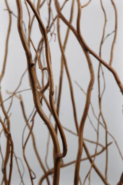 Natural Curly Willow Branches 12 Branches 3 4 Feet