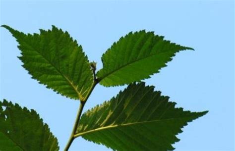 Cerca questo pin e molto altro su деревья di юлия курьянович. Bestel Ulmus 'Columella' voordelig bij Plantenweelde
