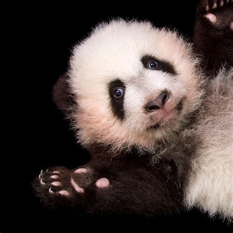 Giant Panda National Geographic