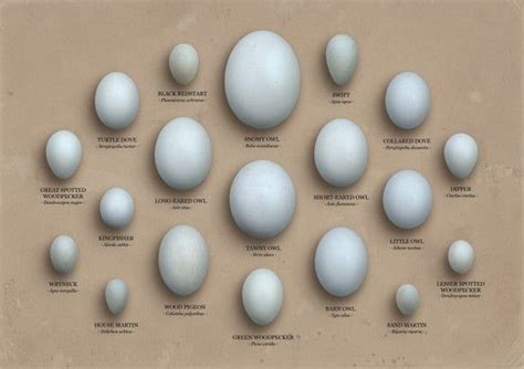 Egg Identification Chart Owls Bird Eggs Egg Chart Bird