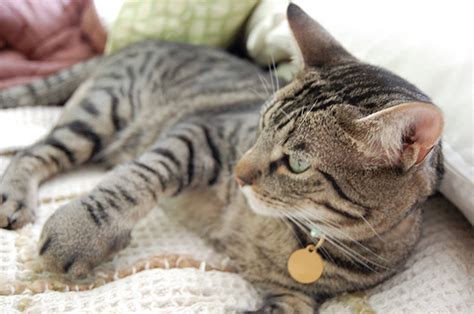 37 Cats Who Got Stung By Bees And Wasps | Bored Panda