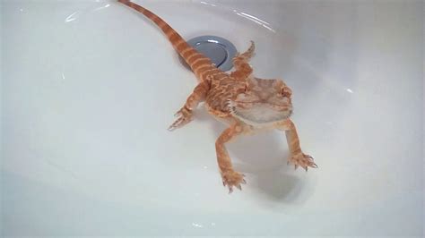 How To Stop Bearded Dragon Constipation Youtube