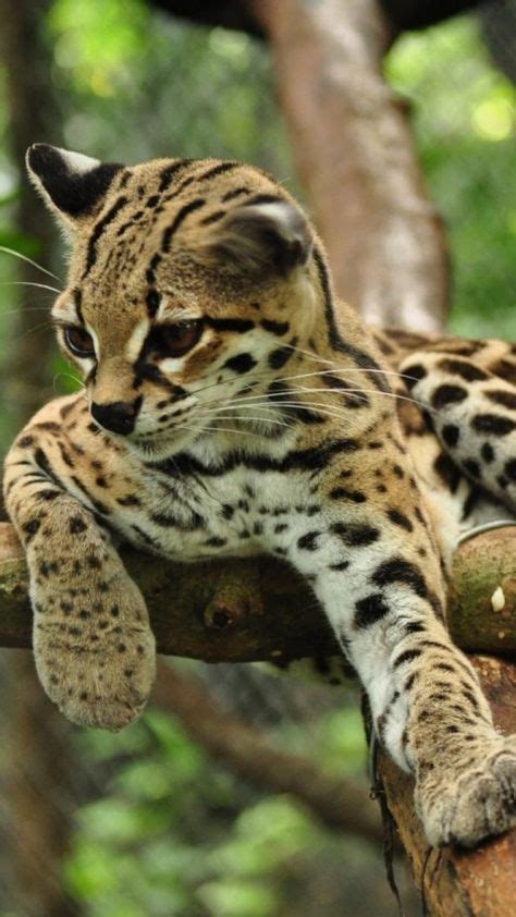 Ocelote Asian Leopard Cat Small Wild Cats Animals