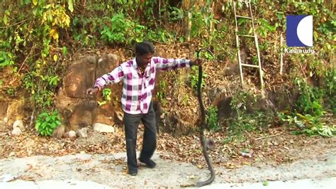 Vava Suresh Catching A Giant King Cobra Who Tries To