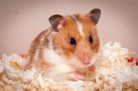 10 Most Common Hamster Diseases The Biggest Threats To Hamster Health