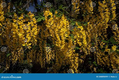 Yellow Flowers Of Laburnum Tree Stock Image Image Of Spring Laburnum