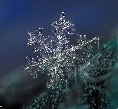 Macrophotography Of Snowflakes Macro Photography Snowflake Amazing