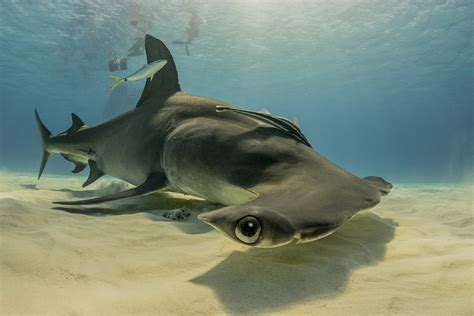 Stuart Coves Dive Bahamas Heads To Bimini For Great Hammerhead Shark