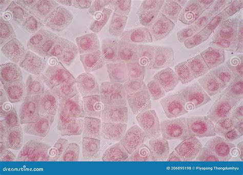 Cell Division And Cell Cycle Under The Microscope Stock Photo Image
