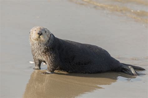 Sea Otter Comes Out Of The Water For A Midday Rest Stock Photo