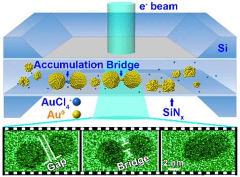 In Situ Liquid Cell Tem Reveals Bridge Induced Contact And Fusion Of Au