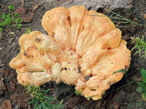 Edible mushrooms wild mushrooms stuffed mushrooms shiitake fungi portobello mushroom recipes fruits and veggies vegetables. Photo: Elephant Ear Mushroom - wunderground.com | Elephant ...