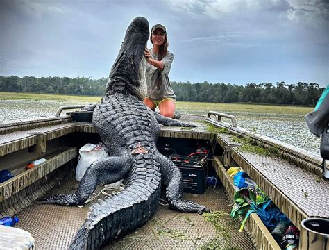 Lake Placid Large Alligators Bagged On Lake Seminole This Season