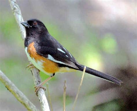 Birds And Other Wildlife During Focus On Nature North Carolina Tour May