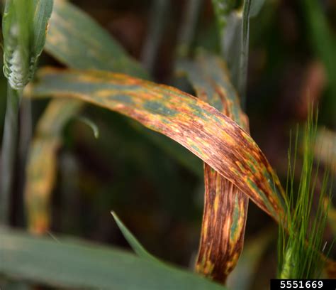 leaf streak/black chaff (Xanthomonas translucens pv. undulosa) on wheat ...