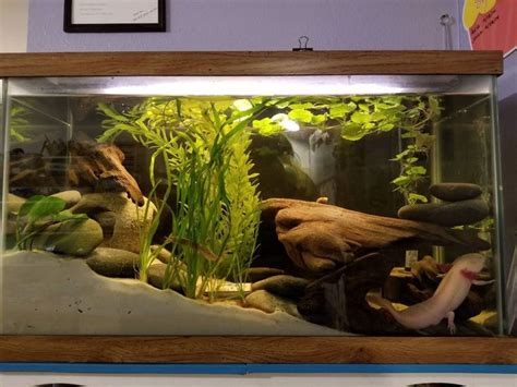 We did not find results for: My axolotl set-up. : Aquariums | Axolotl tank, Axolotl ...
