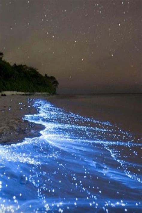 Sea Of Stars Vaadhoo Island Maldives Video Sea Of Stars
