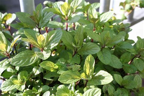 Growing Chocolate Mint How To Grow And Harvest Chocolate Mint Herbs