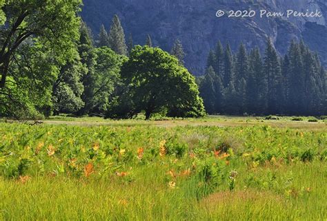 Wildflowers And Wildlife In Yosemite Meadow Digging