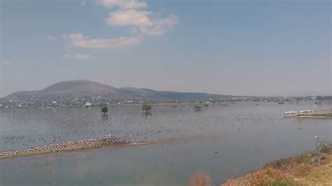 Laguna De Zumpango Estado De México Biodiversidad De Aves Diciembre