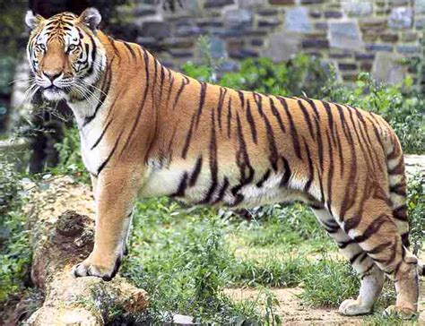 Animals Plants Rainforest Tiger Bengal India Panthera Tigris Tigris