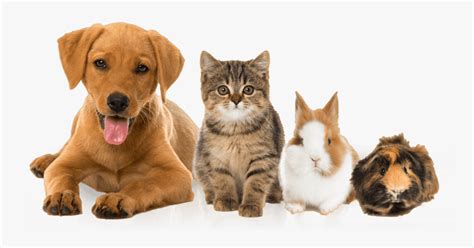 Kittens And Puppies And Bunnies Wallpaper