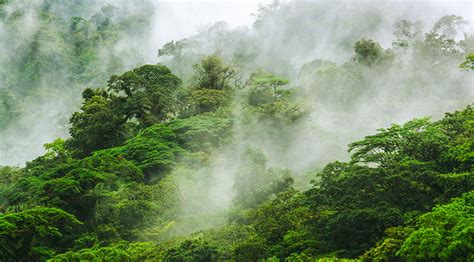 Maybe you would like to learn more about one of these? Monteverde Cloud Forest Costa Rica, Tour Operator in Costa ...