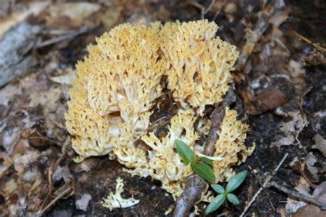 Yellow Tipped Coral Fungus Ramaria Formosa Flickr Photo Sharing