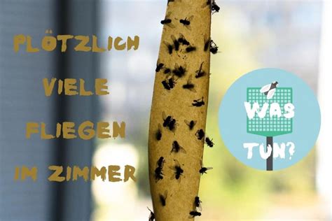 Plötzlich viele Fliegen im Zimmer: was tun?