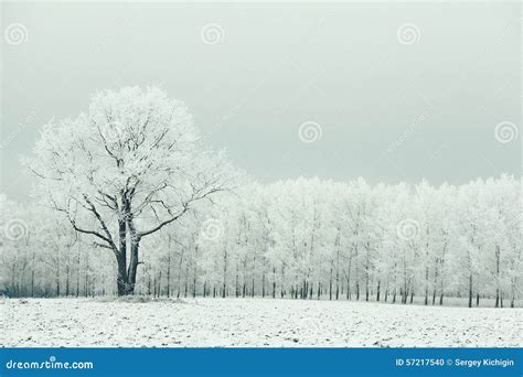 Lonely Tree In A Field Frosted Stock Photo Image Of Horizon