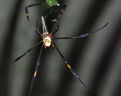 Banana Spider The Giant Wood Spider Onna Okinawa Japan N Flickr