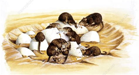 Prehistoric Rodents Eating Dinosaur Eggs Stock Image C0265699