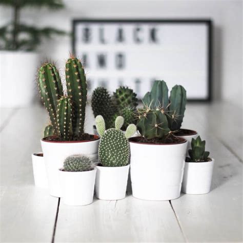 You fry/add the bacon and i'll make the toast. Plants for your coffee table