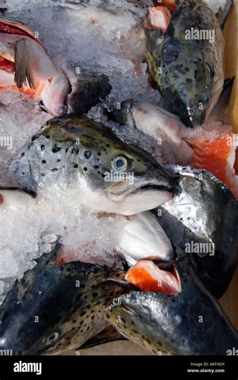 Farmed Salmon Heads And Tails On Ice California Stock Photo Alamy