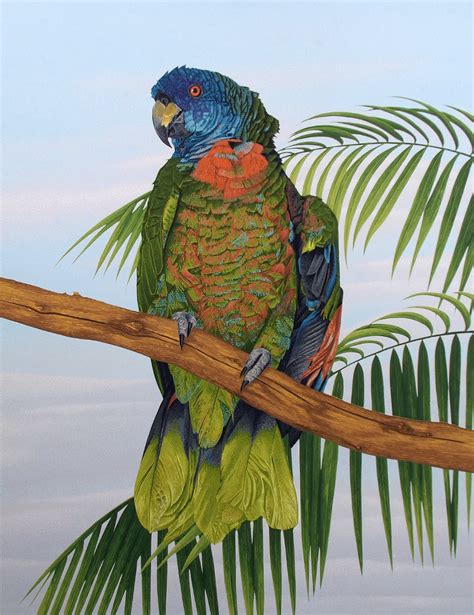 Dallas John St Lucia Parrot Hand Signed Numbered Art