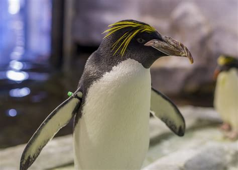 Macaroni Penguin · Tennessee Aquarium