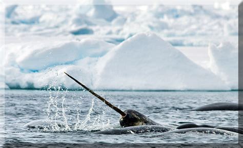 Unicorn Of The Sea Narwhal Facts And Mysteries