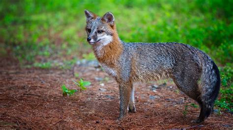 Gray Fox With Female Response 3am 02 05 19 Youtube
