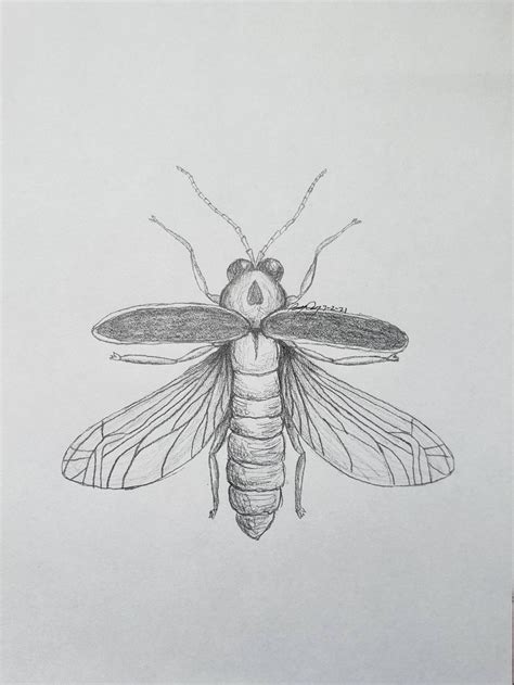 Firefly Bug Drawing