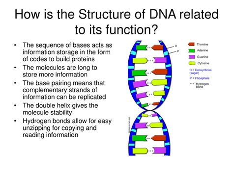 They are important to the structure, function, and regulation of the body. PPT - Nucleotides PowerPoint Presentation - ID:672807