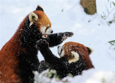 Usually Solitary Red Panda Cubs Amaze Zoo Crowd With Playful Fight And