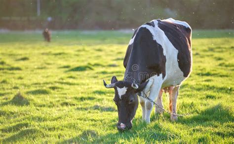 Milk Cow Grazing On Green Farm Pasture On Summer Day Feeding Of Cattle