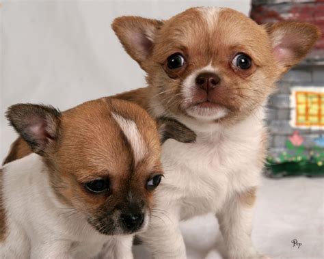 Male chihuahua puppies for sale, chihuahua puppies. Teacup Chihuahua Puppies for sale Offer senglea
