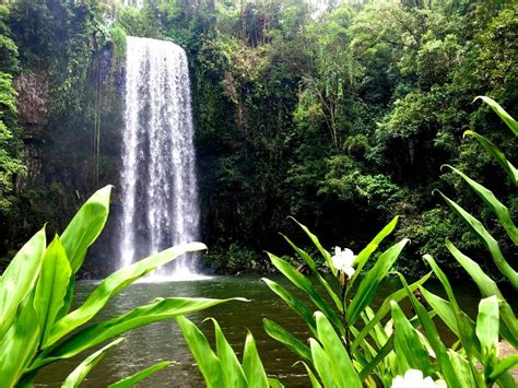 2 Day Budget Rainforest And Waterfalls Package Cape Tribulation Day Tour