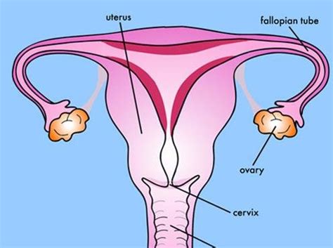 Inhibin is made by the granulosa cells and o growth and maturation of breasts, reproductive organs. A schematic drawing of the human female reproductive ...