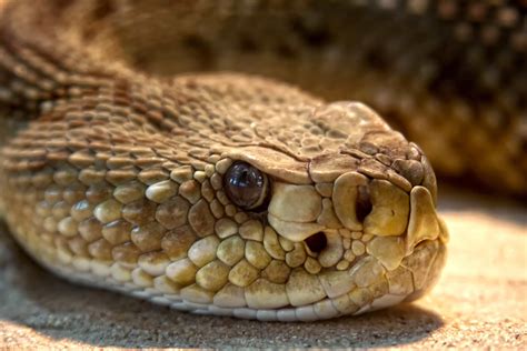 Viper Snake Head