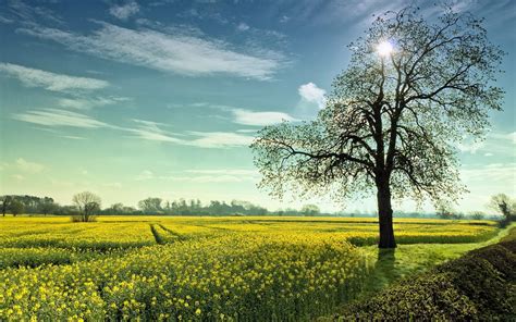 Brown Tree With Green Grass Field Hd Wallpaper Wallpaper Flare