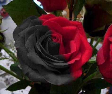Black Red Rose Flower Hot Sex Picture