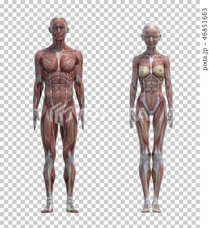 Male Anatomy Diagram Vs Female Male And Female Muscular System